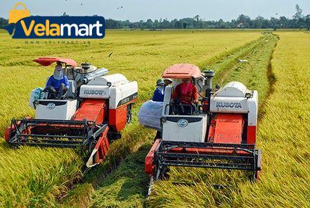 Nên chọn máy cắt lúa chạy xăng hay điện