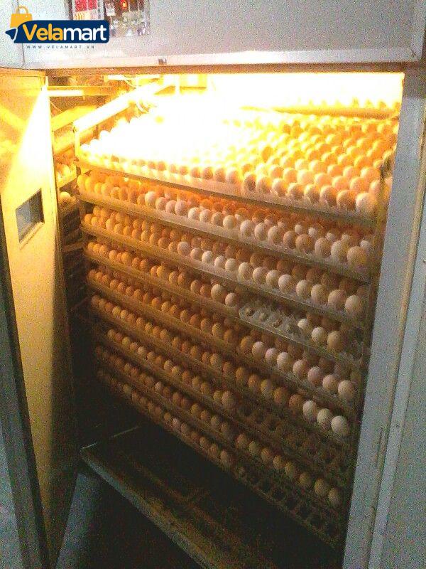 Máy ấp trứng